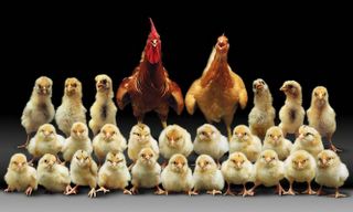 equipe de poule