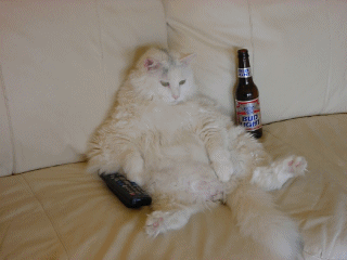chat